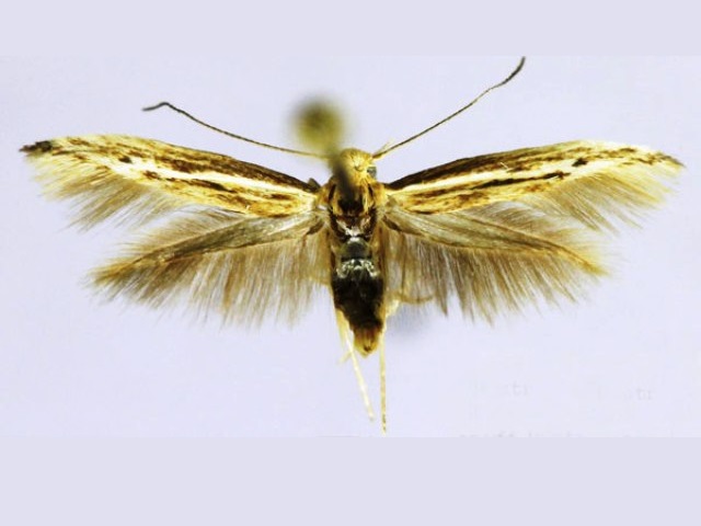 Scythris cricetinaeformis